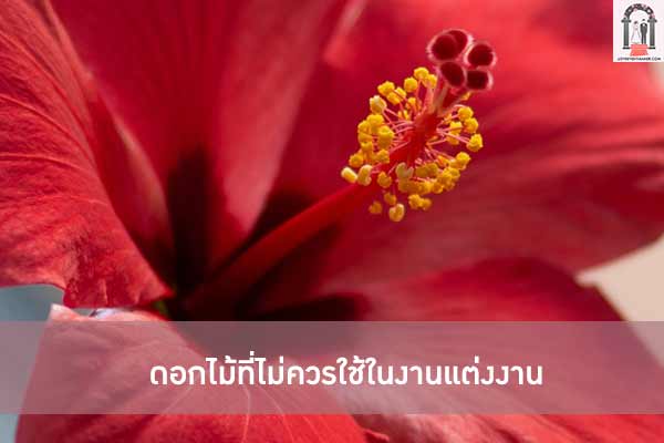 ดอกไม้ที่ไม่ควรใช้ในงานแต่งงาน
